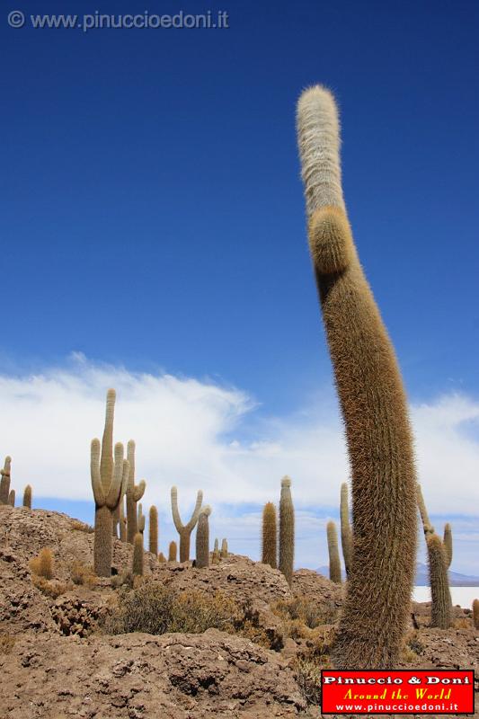 BOLIVIA 2 - Isla Incahuasi - 25.jpg